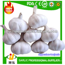 Hot elephant garlic in china